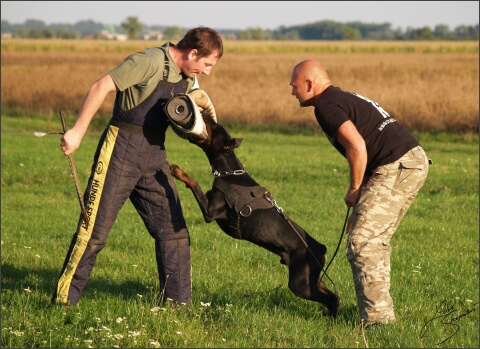 Training´s